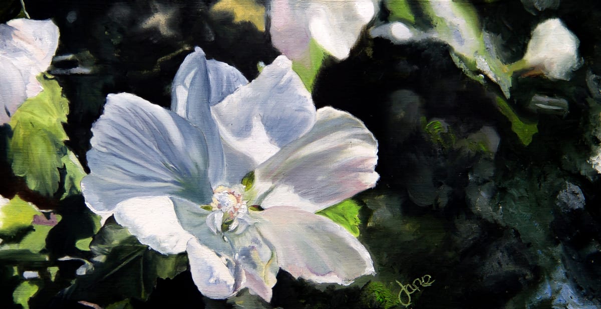 The White Rose of Sharon by Nila Jane Autry  Image: A white flower with delicate petals stands out against a darker, green foliage backdrop. The painting style captures the light striking the bloom, creating a contrast that draws attention to the details of the petals and center of the flower. This is a Rose of Sharon, painted from a photo I took at the Red Butte Gardens.