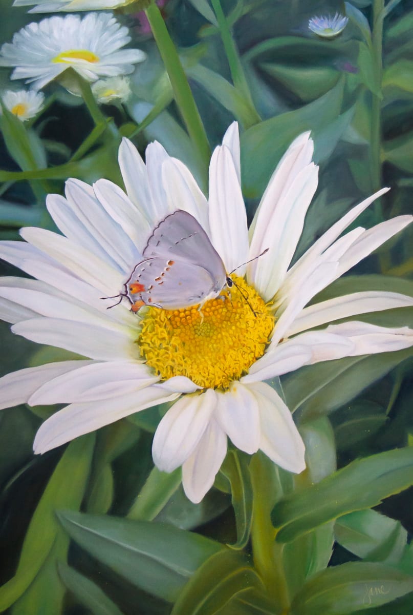 The Daisy and the Butterfly by Nila Jane Autry  Image: Every picture tells a story...this represents the cycle of life, the dependance of flowers on little creatures for pollination, and the beautiful environment of growth created for us.  