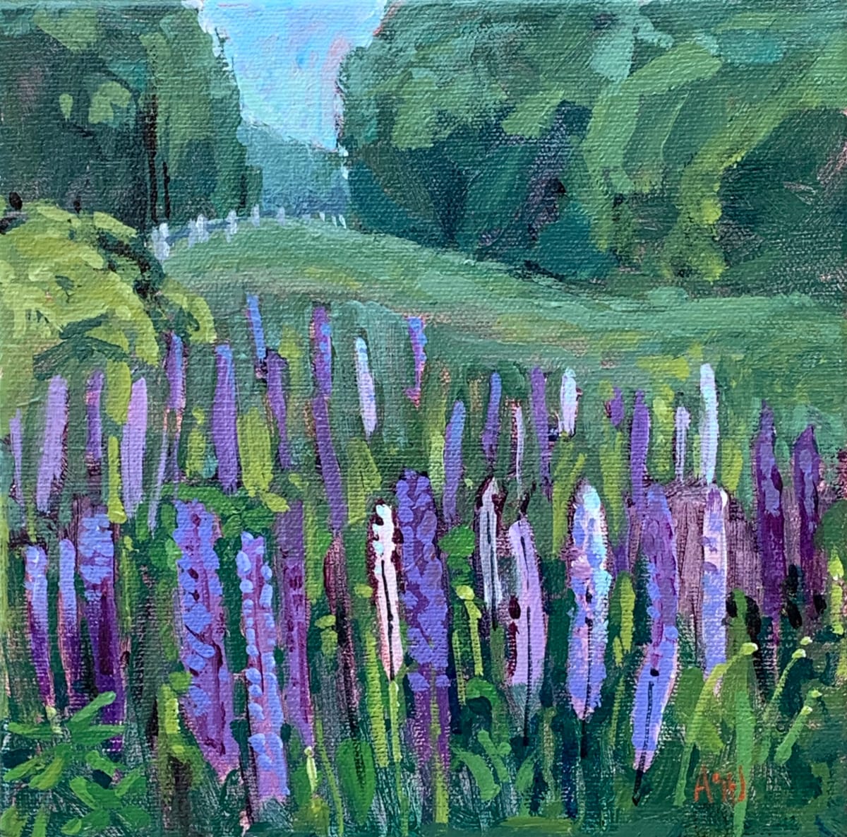 Lupins, Summer by Angela St Jean 