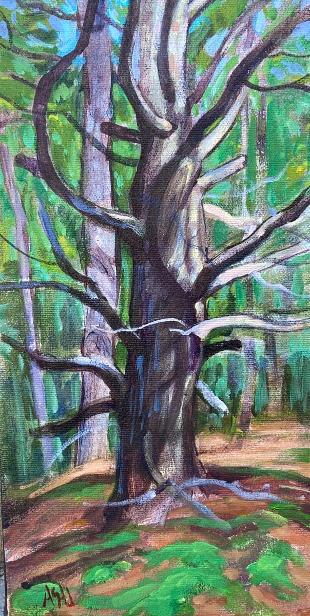Old Pine Along the Fenceline by Angela St Jean 