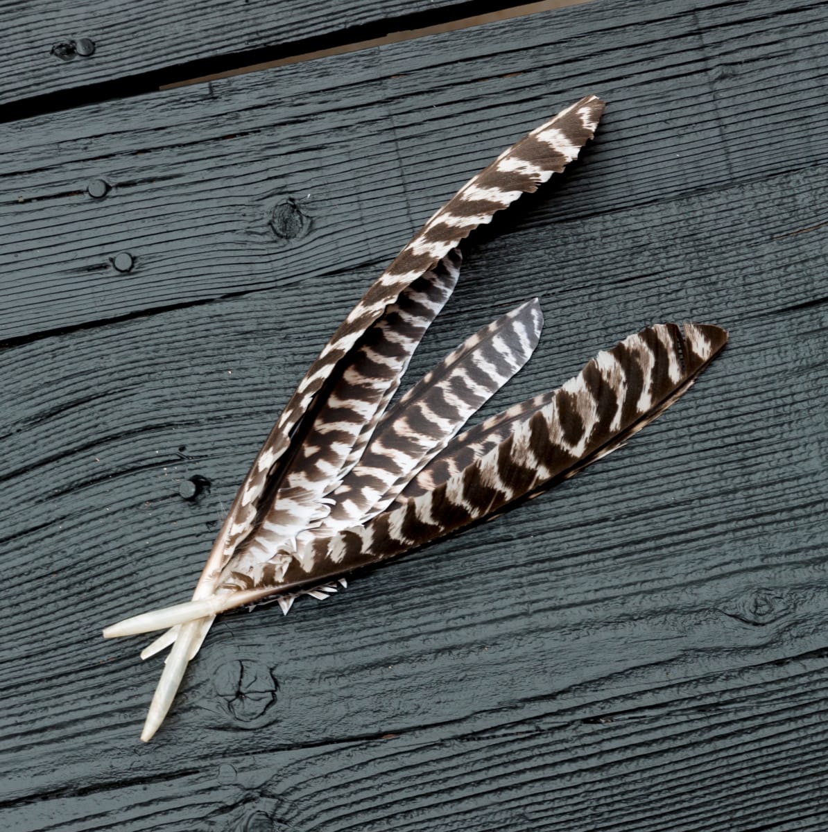 Feathers: from the bed to the mountain by Mira Burack 