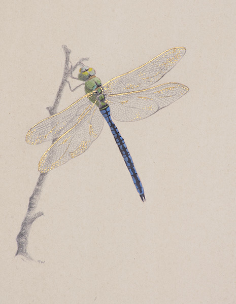 Dragonfly by Toni Watts 