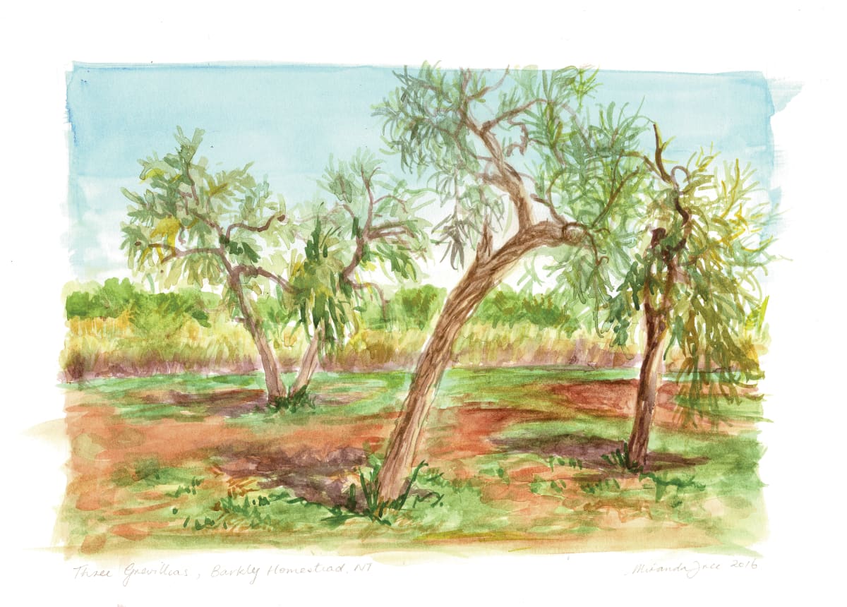 Barkley Homestead Three Grevilleas by Miranda Free 