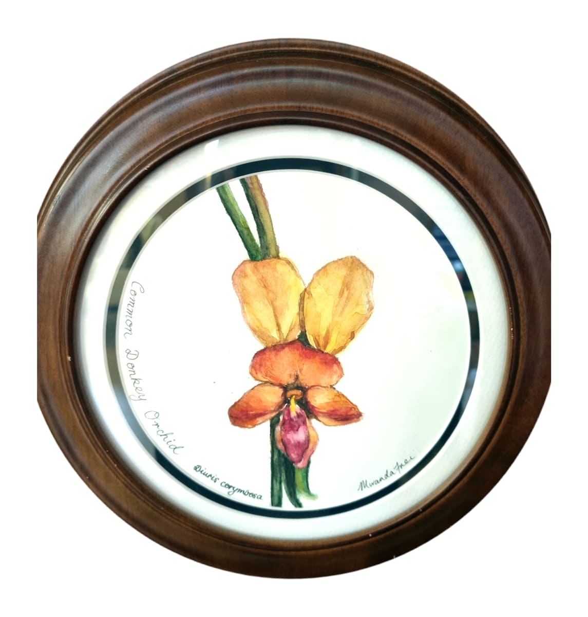 Donkey Orchid by Miranda Free 