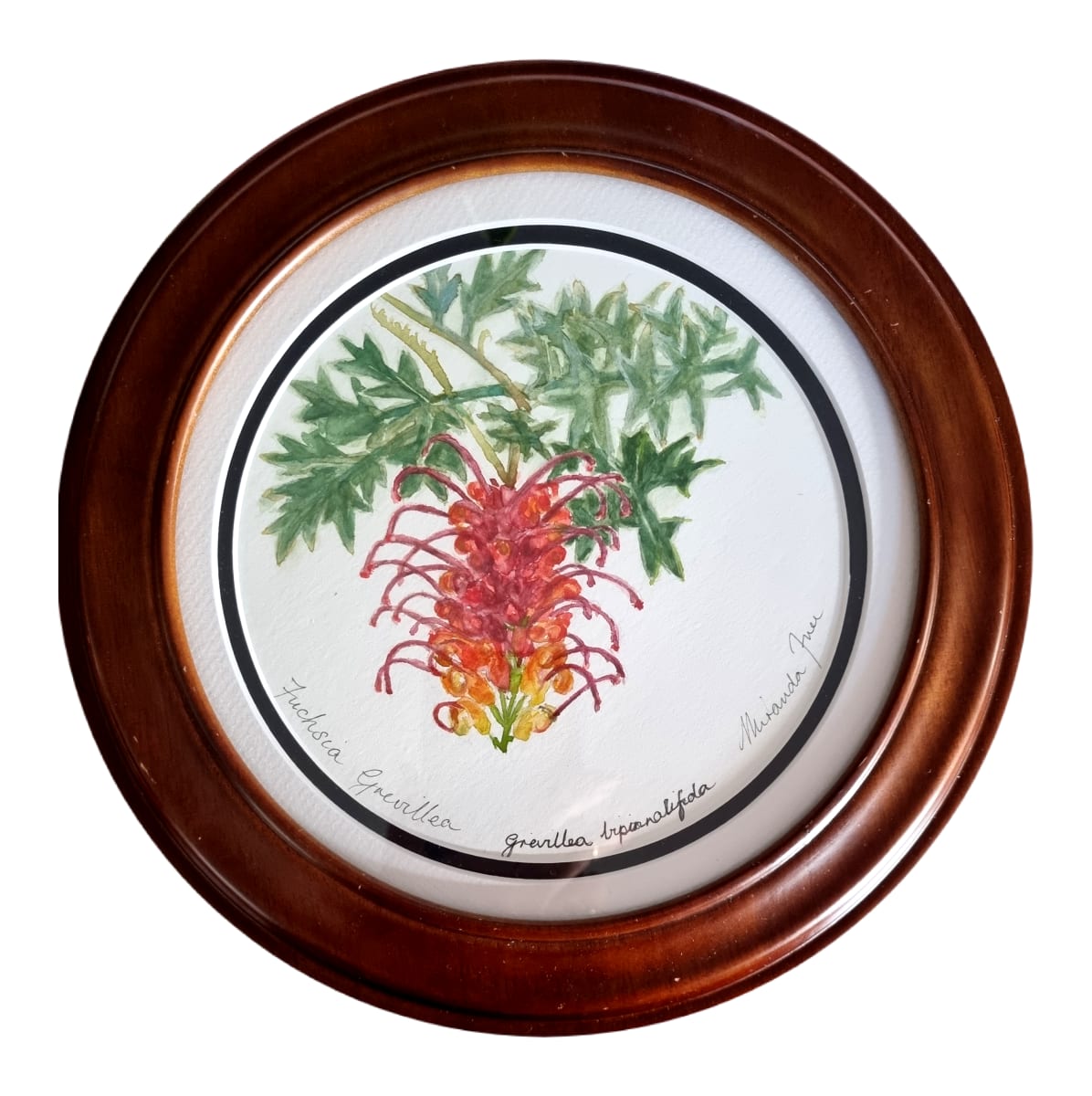 Fuchsia Grevillea by Miranda Free 