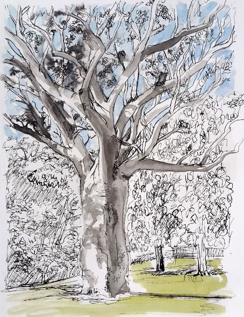 Boab Tree Timber Creek by Miranda Free 