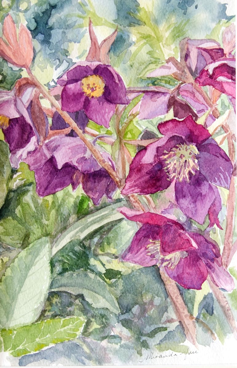 Hellebores by Miranda Free 