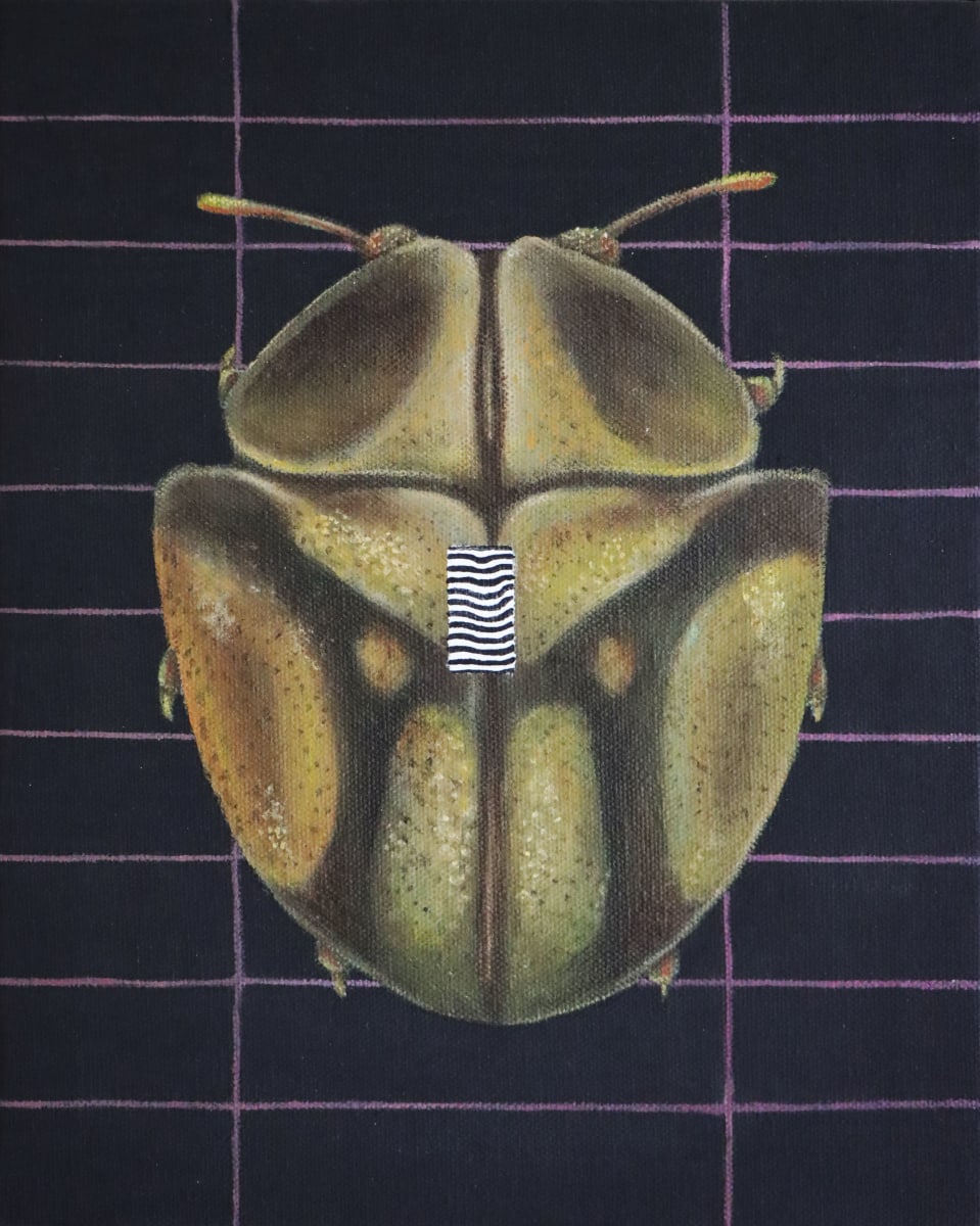 Insect #15 - Shield by Tabitha Abbott 