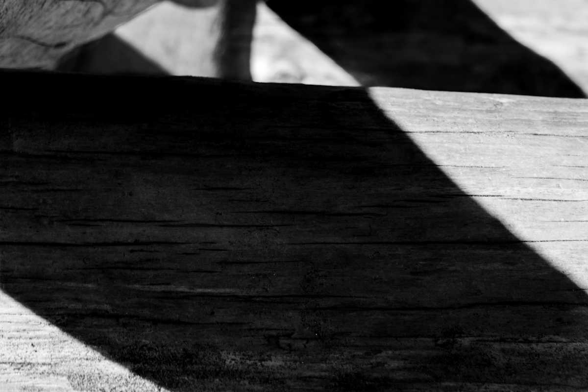 Driftwood by Devin Gaan 