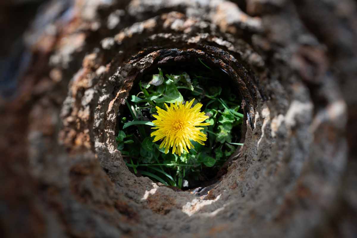 Regrowth by Devin Gaan 