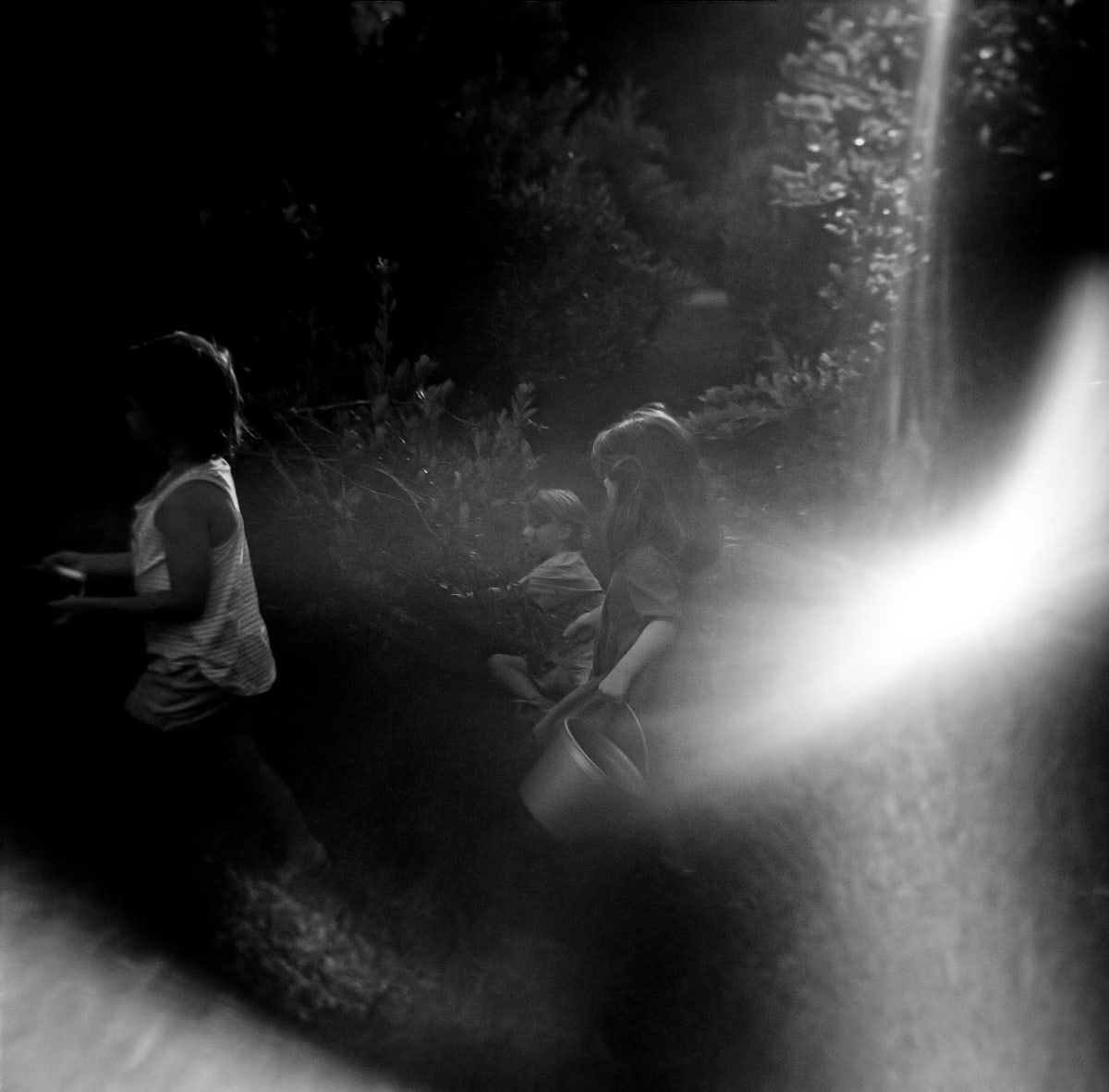 untitled #1 (the trees we plant) by Alethea Robbins 