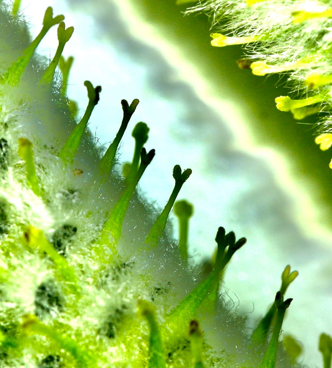 TIMOTHY GRASS by Katherine Loveland 