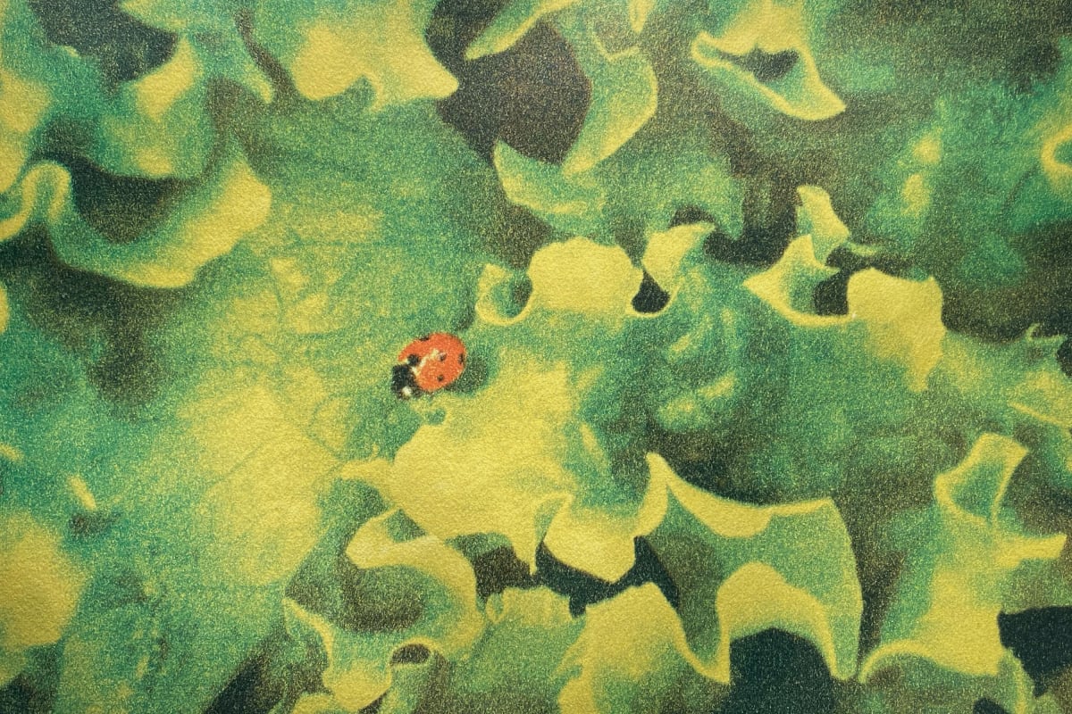 Ladybug on lettuce by Maylee Noah 