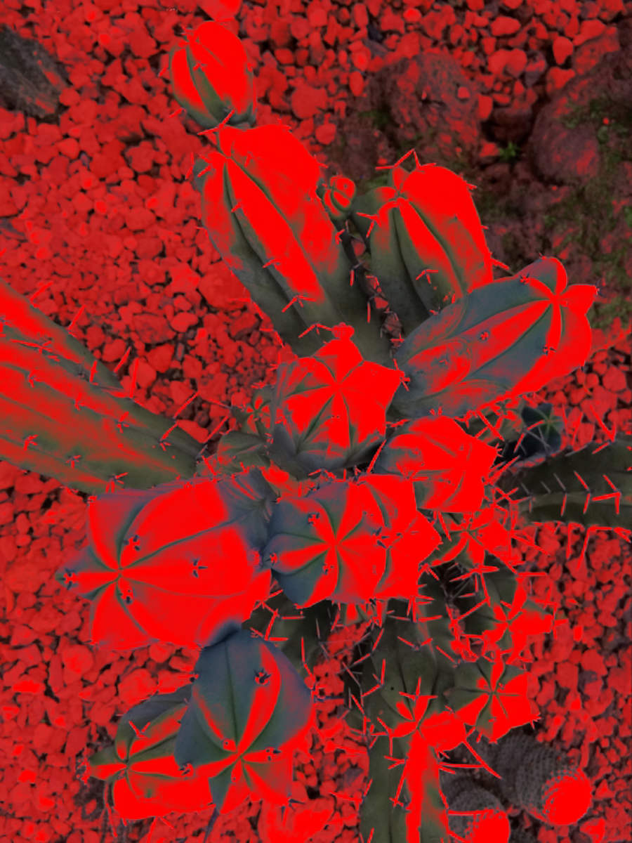 Opuntia by Gabriel Sanchez Viveros, Image 1.