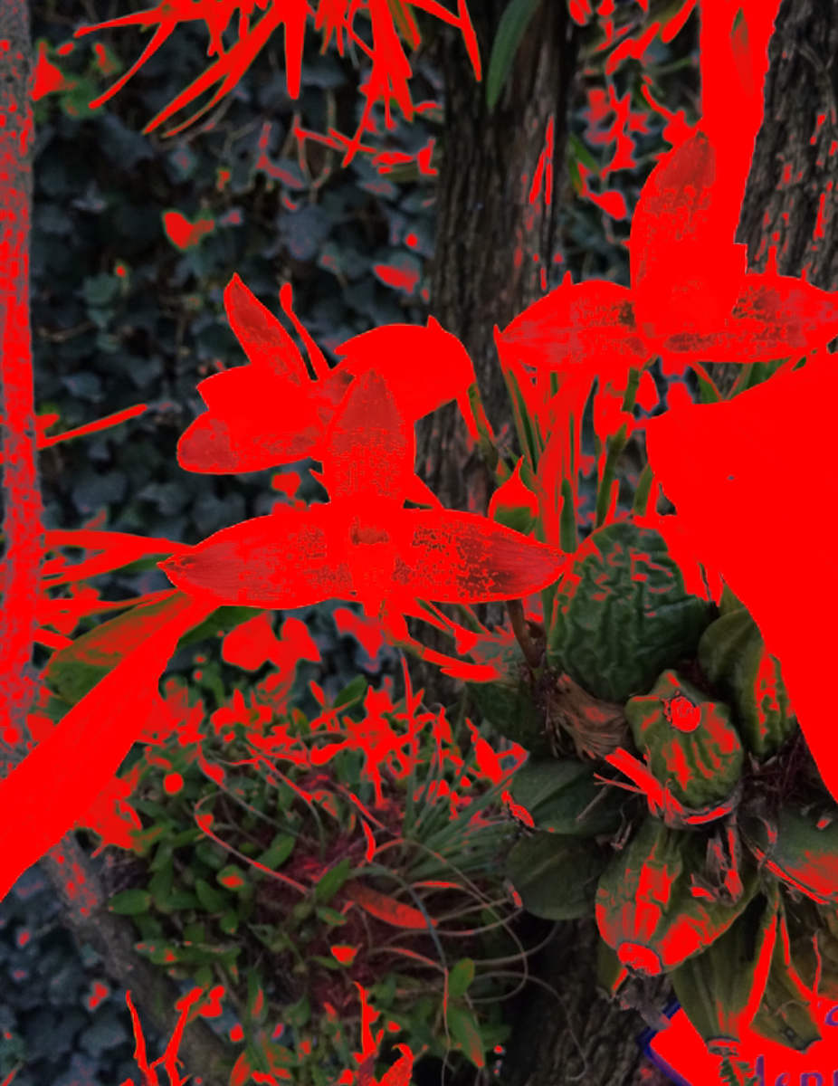 Lycaste by Gabriel Sanchez Viveros, Image 1.