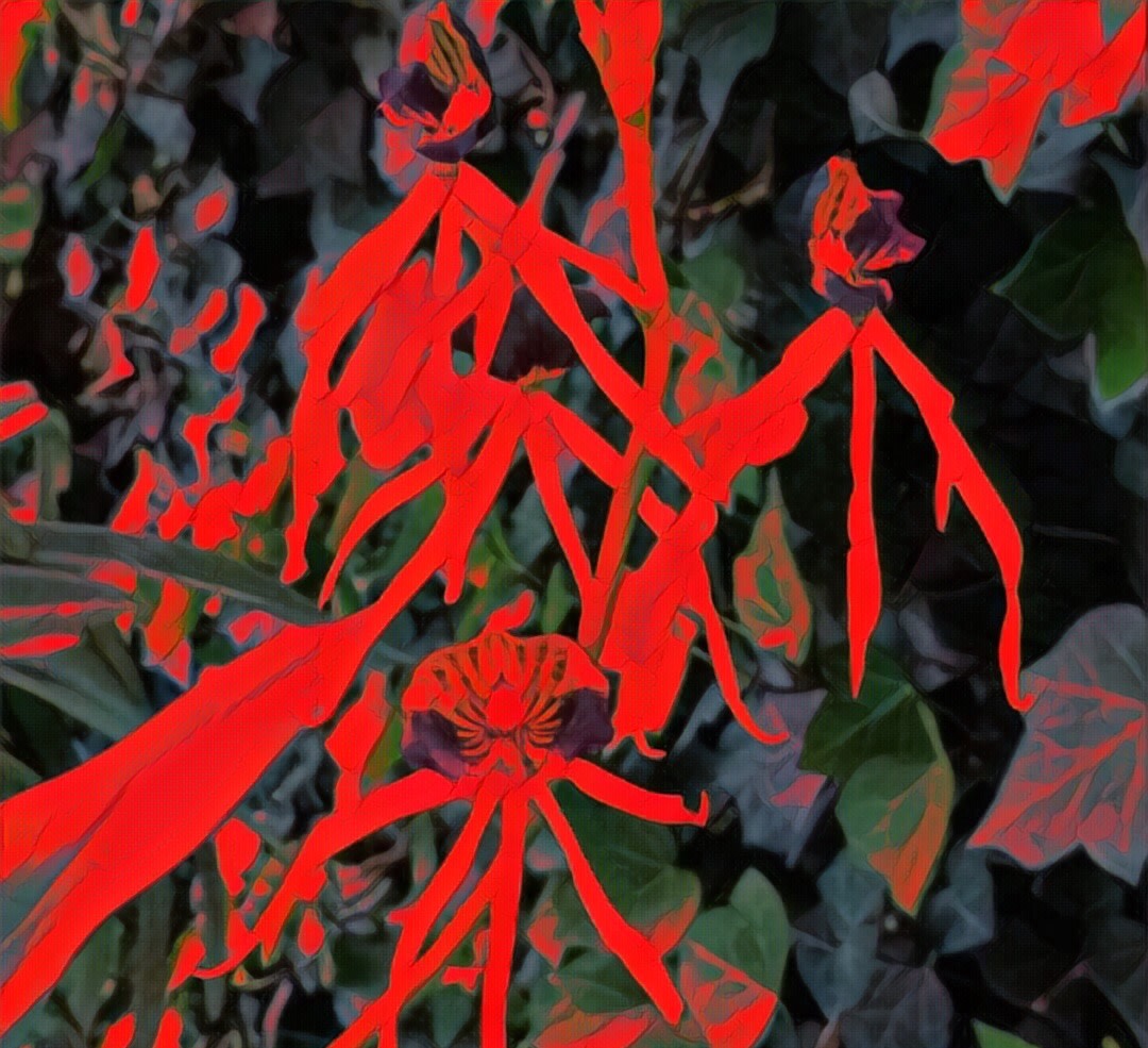 Epidendrum by Gabriel Sanchez Viveros 