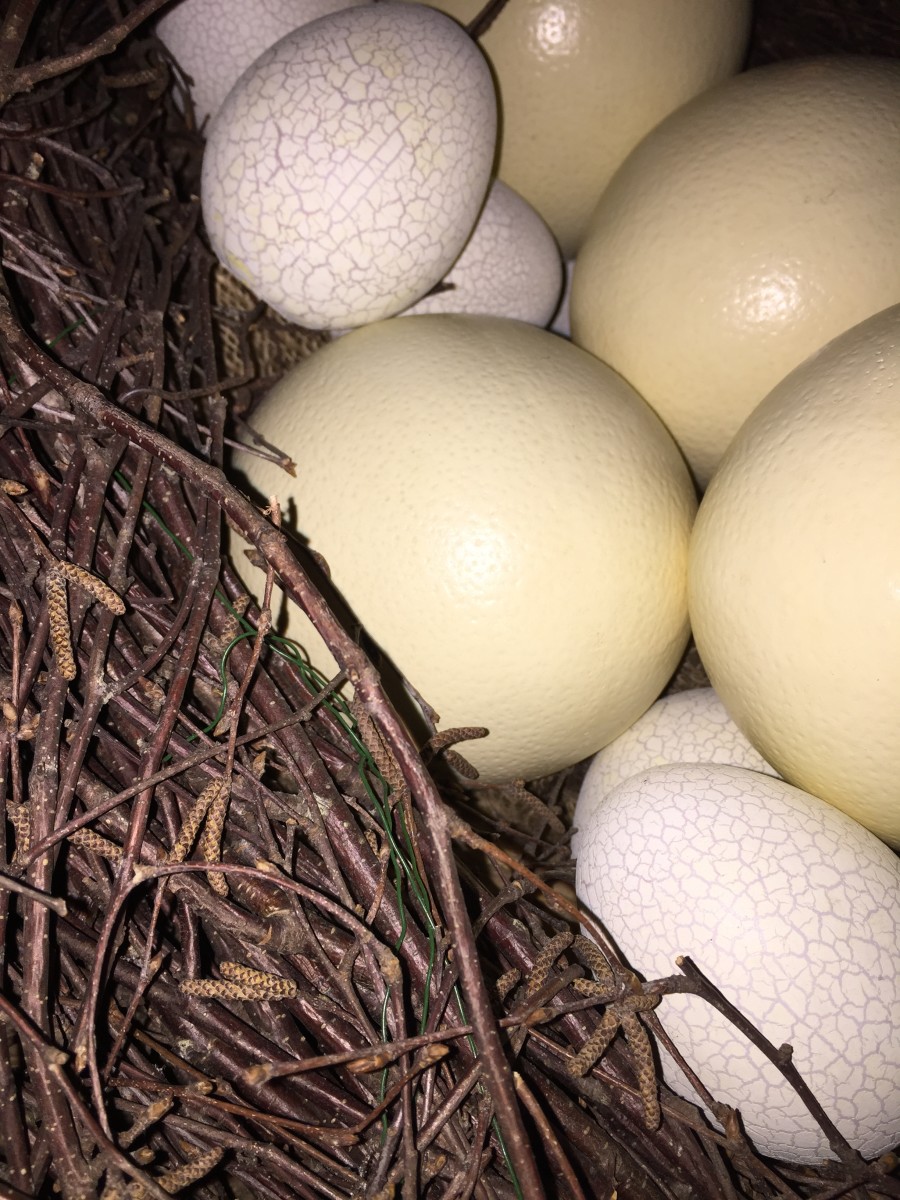 Motherhood / Qué Huevos de Cabrón! by Gabriel Sanchez Viveros 