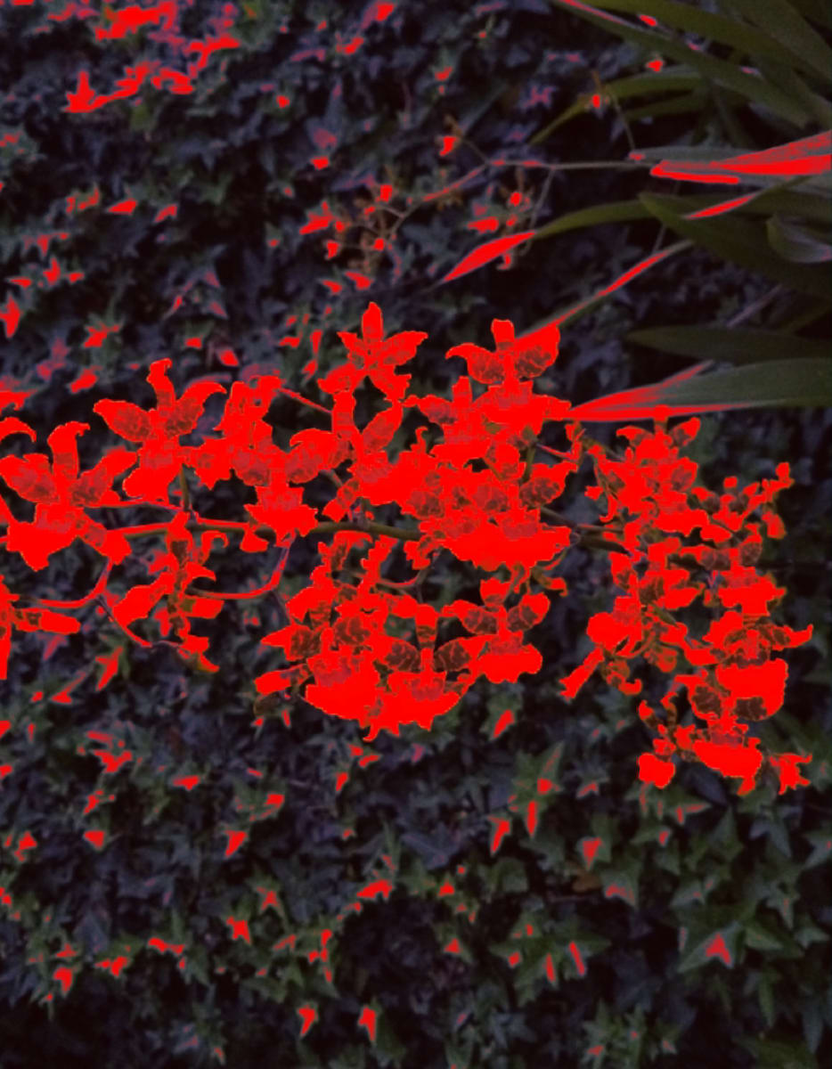 Oncidium by Gabriel Sanchez Viveros, Image 1.