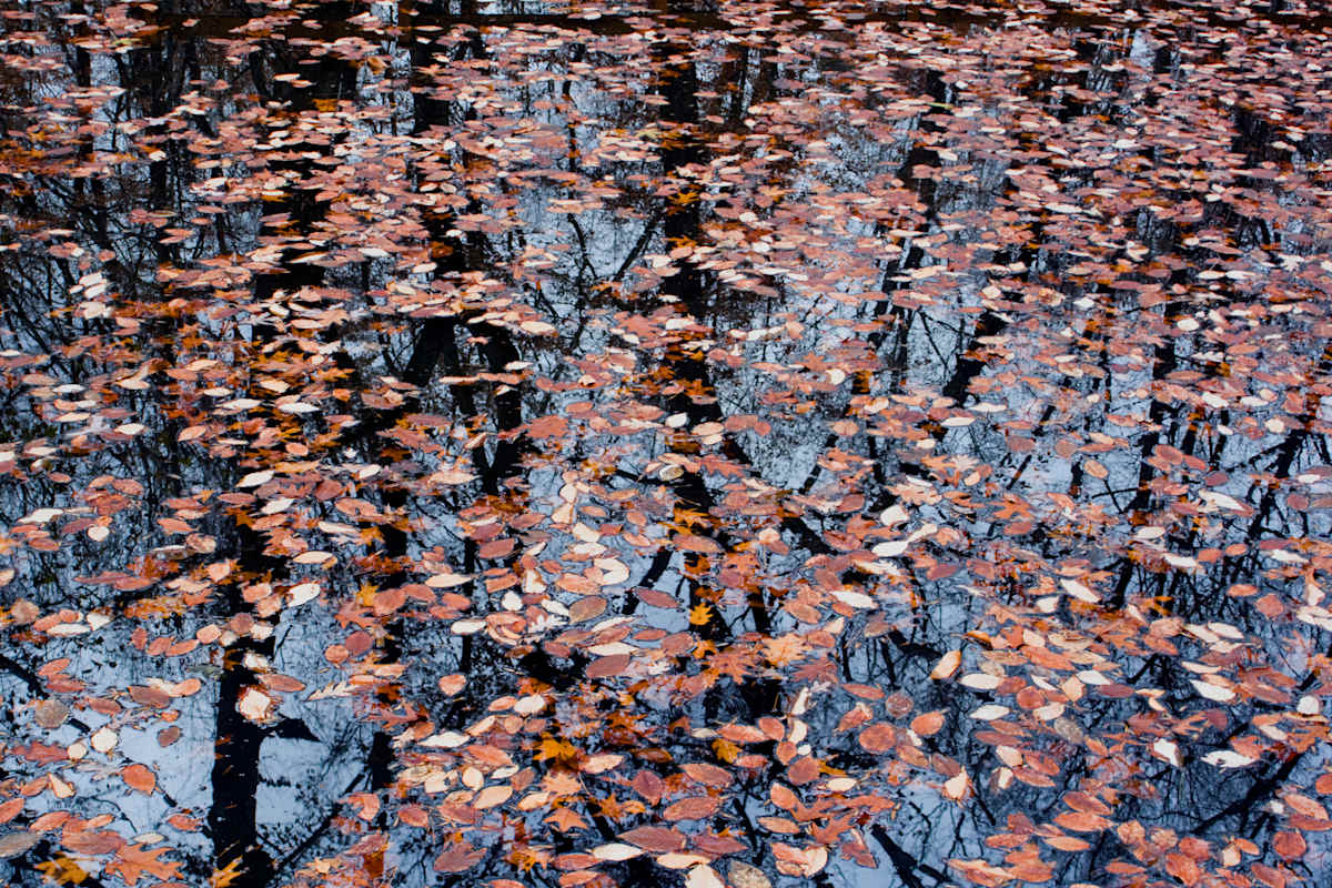 Trees In The Leaves by Ayesha Lakes, Image 1.