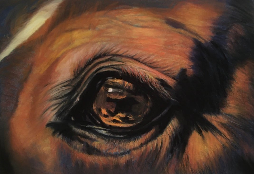 Eye of the Horse   (Hindsight)  (Horse Sense) by Cindy Berceli 