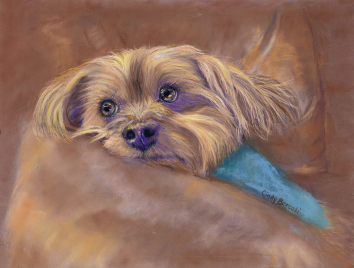 *Angus, the Yorkie by Cindy Berceli 