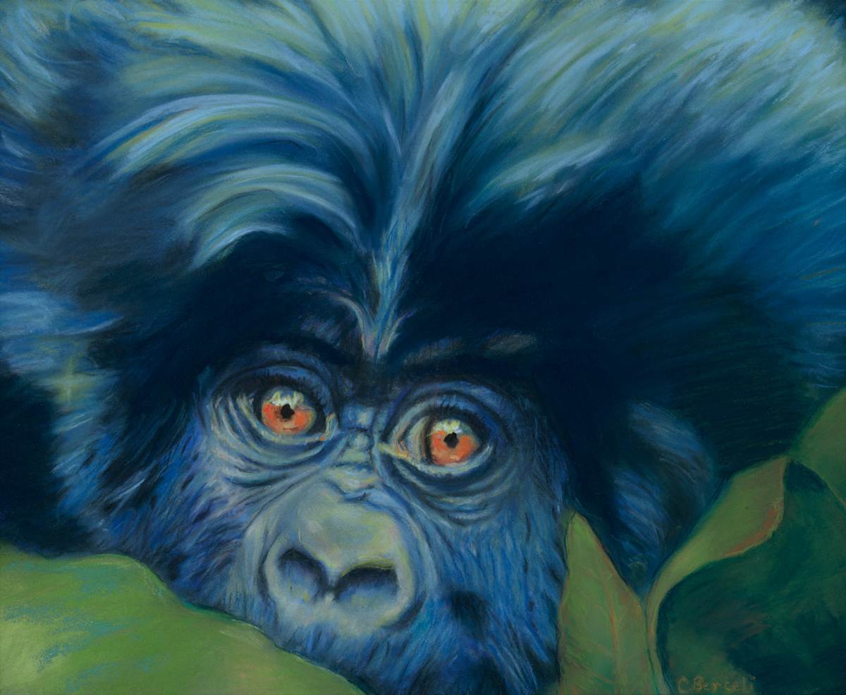 Baby Gorilla by Cindy Berceli  Image: Captivated by the eyes!
