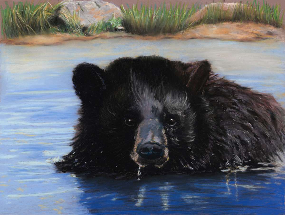 Up for Air. (Black Bear). by Cindy Berceli  Image: Up for Air  - Black Bear Swim