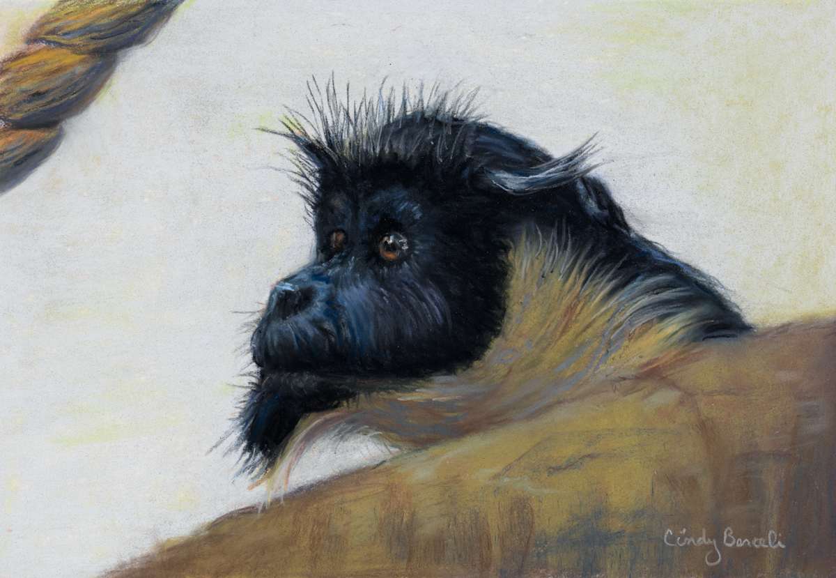 *Diana Monkey by Cindy Berceli 