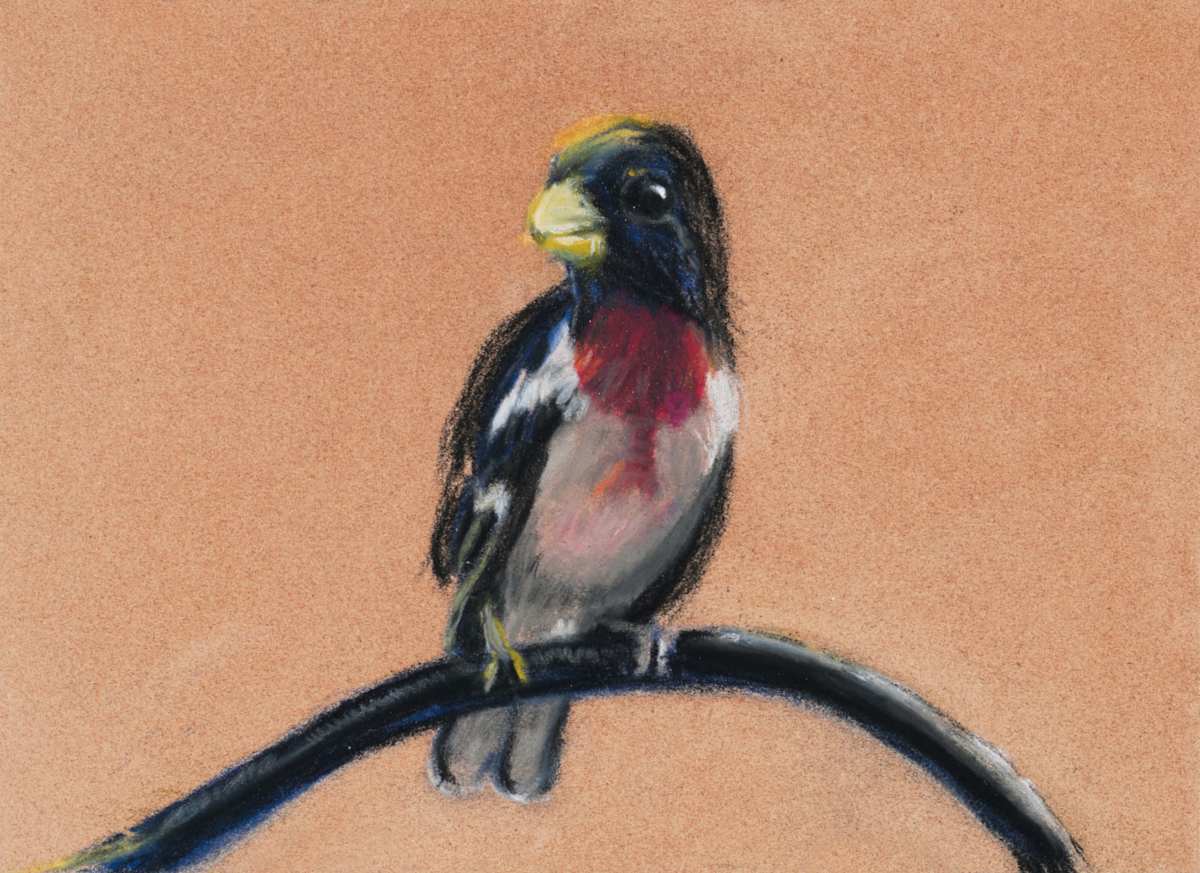 Grossbeak by Cindy Berceli 