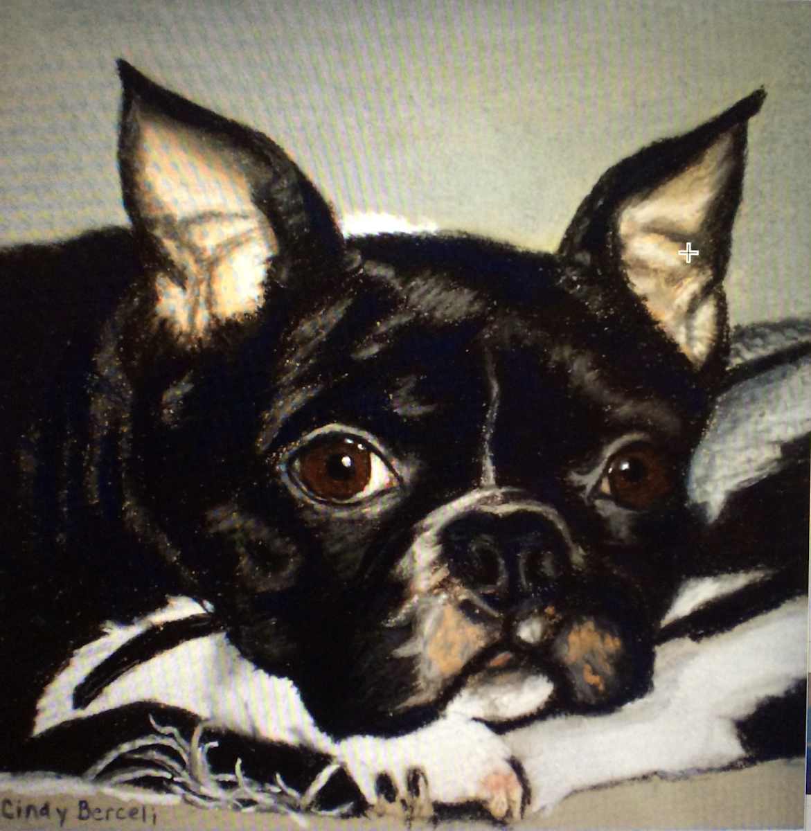 'Gotta love him'        Bruno by Cindy Berceli 