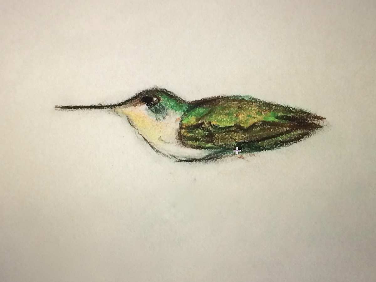 1st Hummer by Cindy Berceli 