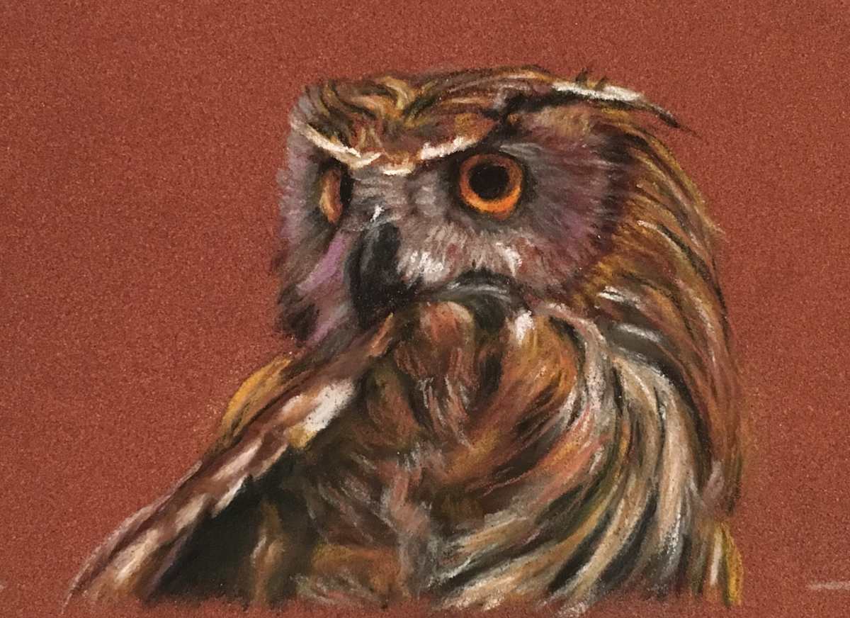 'Owl' by Cindy Berceli 