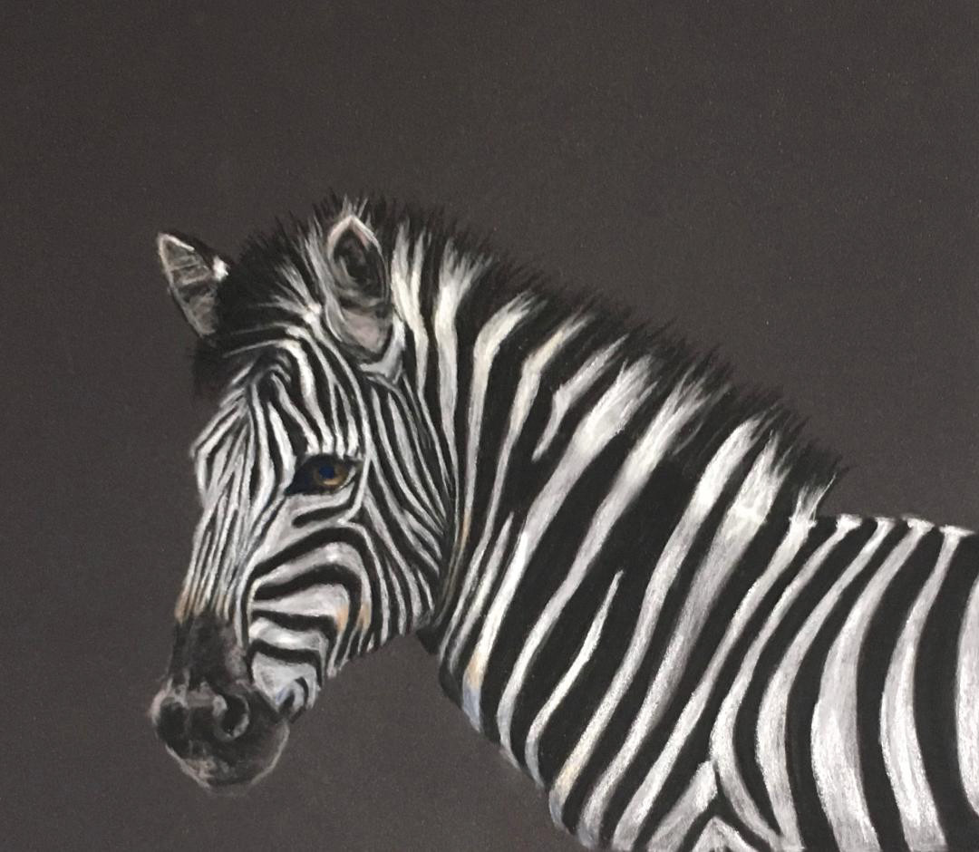 Zebra by Cindy Berceli 