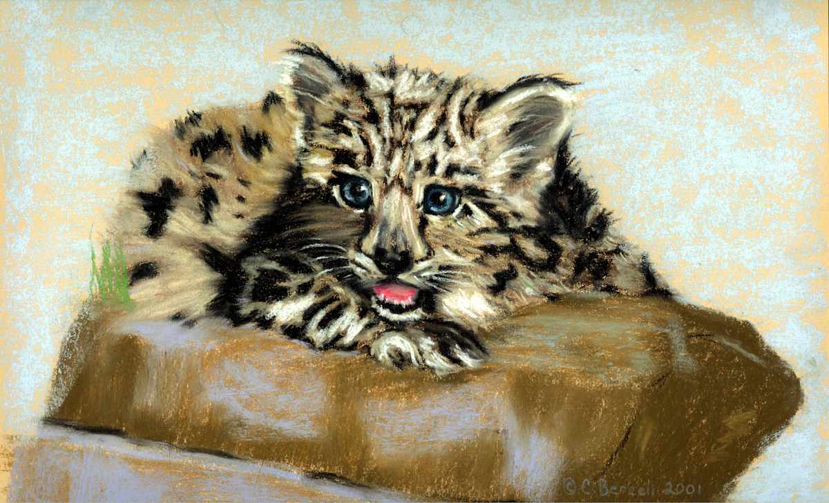 Snow Leopard on Rock by Cindy Berceli 