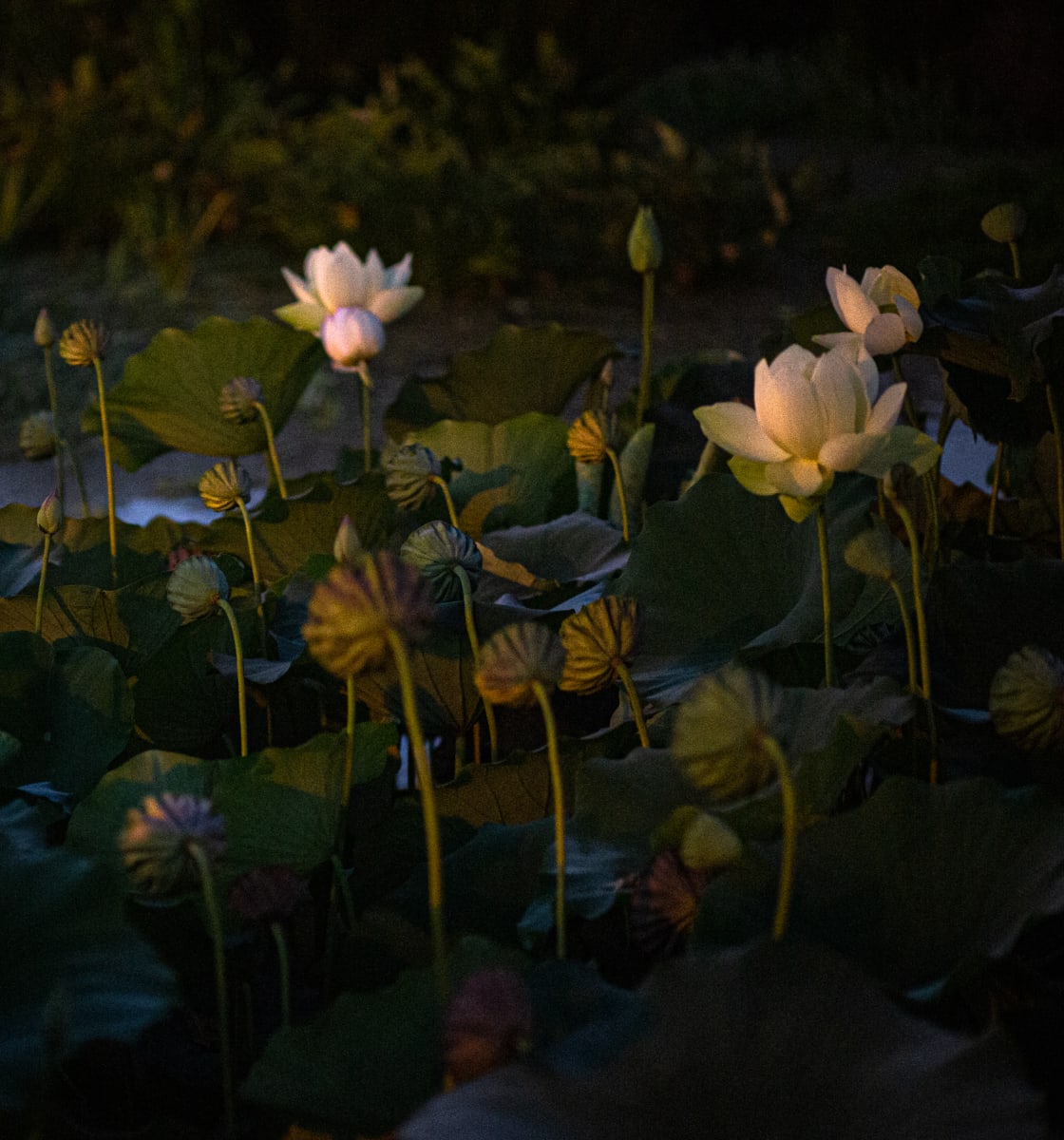Lotus by T. Chick McClure, Image 1.
