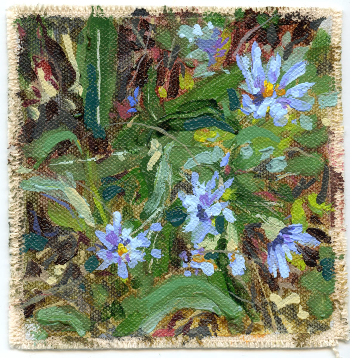 Asters Mini - November 2022 