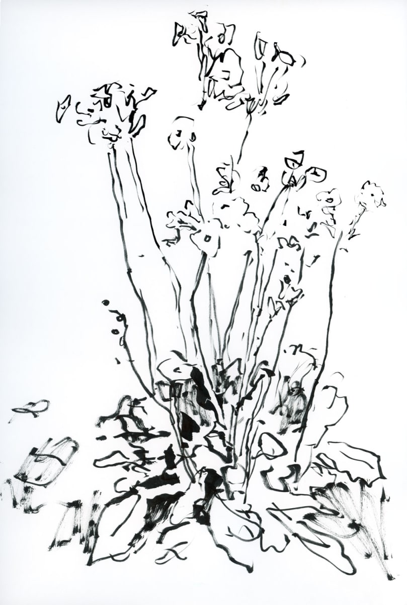 Primrose Sketch in Black & White by Jennifer L Mohr 
