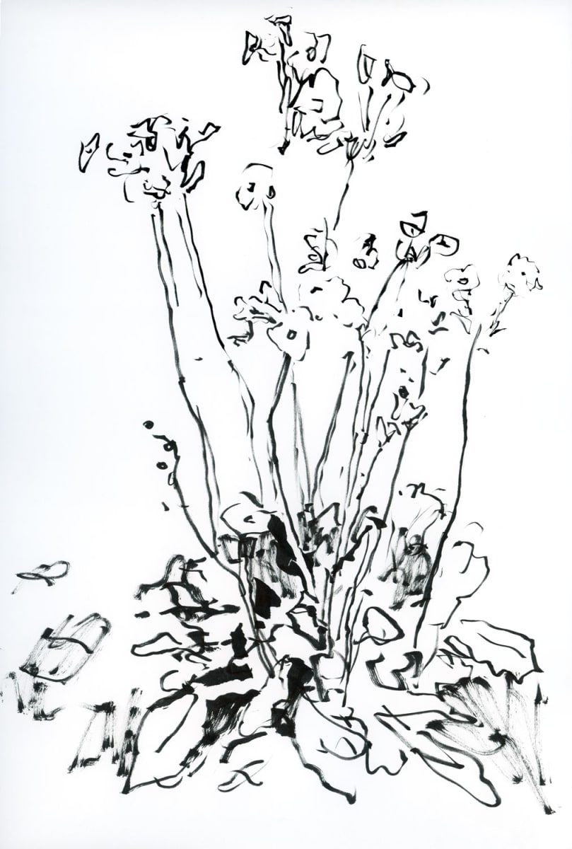 Primrose Sketch in Black & White by Jennifer L Mohr, Image 1.