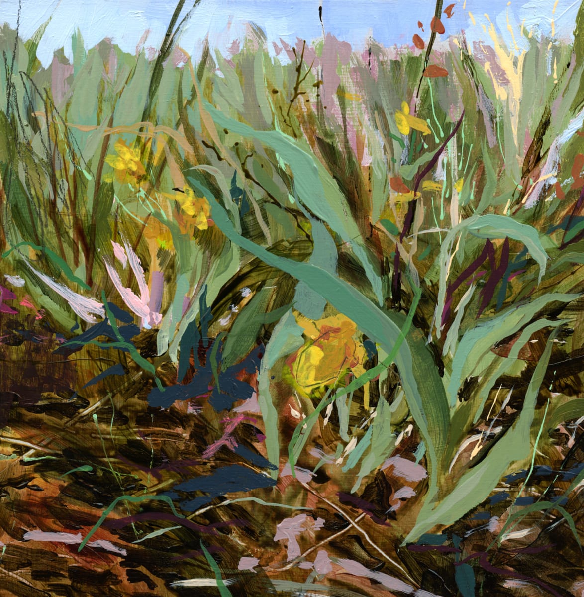 Lady's Slipper, Image 5.
