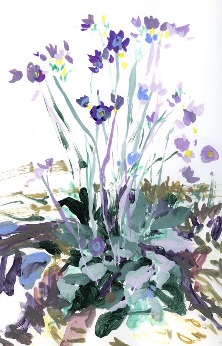Primrose Sketch in Colour by Jennifer L Mohr, Image 1.
