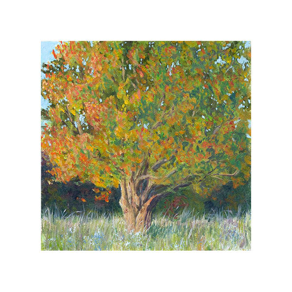 Little Maple by Thomas Waters, Image 1.