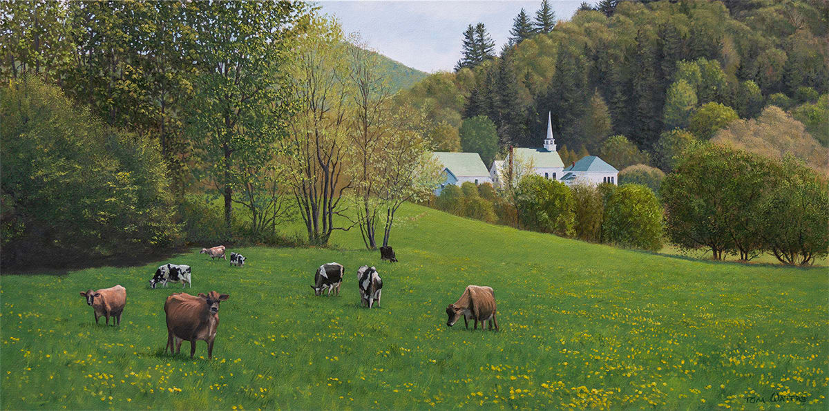 Dairy & Dandelions  Image: Cows in a field of dandelions in front of the Tunbridge VT church in spring.