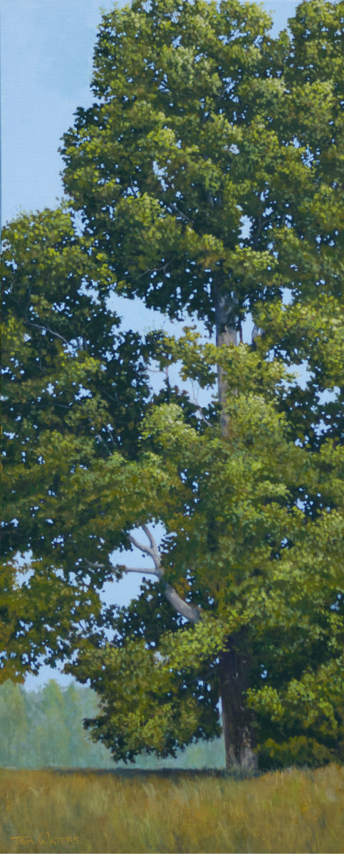 Majestic Maple, Summer by Thomas Waters, Image 1.