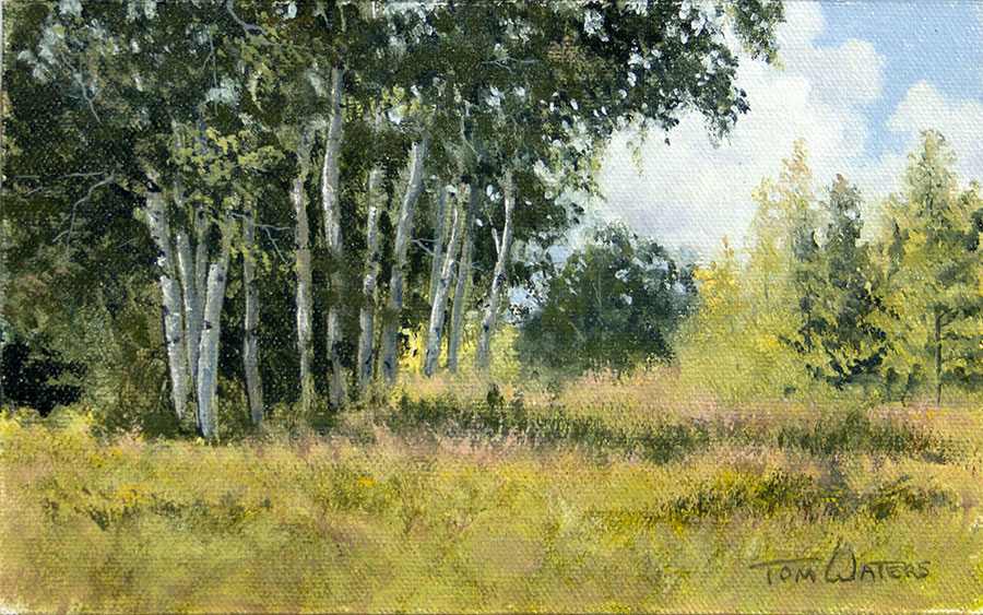 Summer Aspens Cluster by Thomas Waters, Image 1.