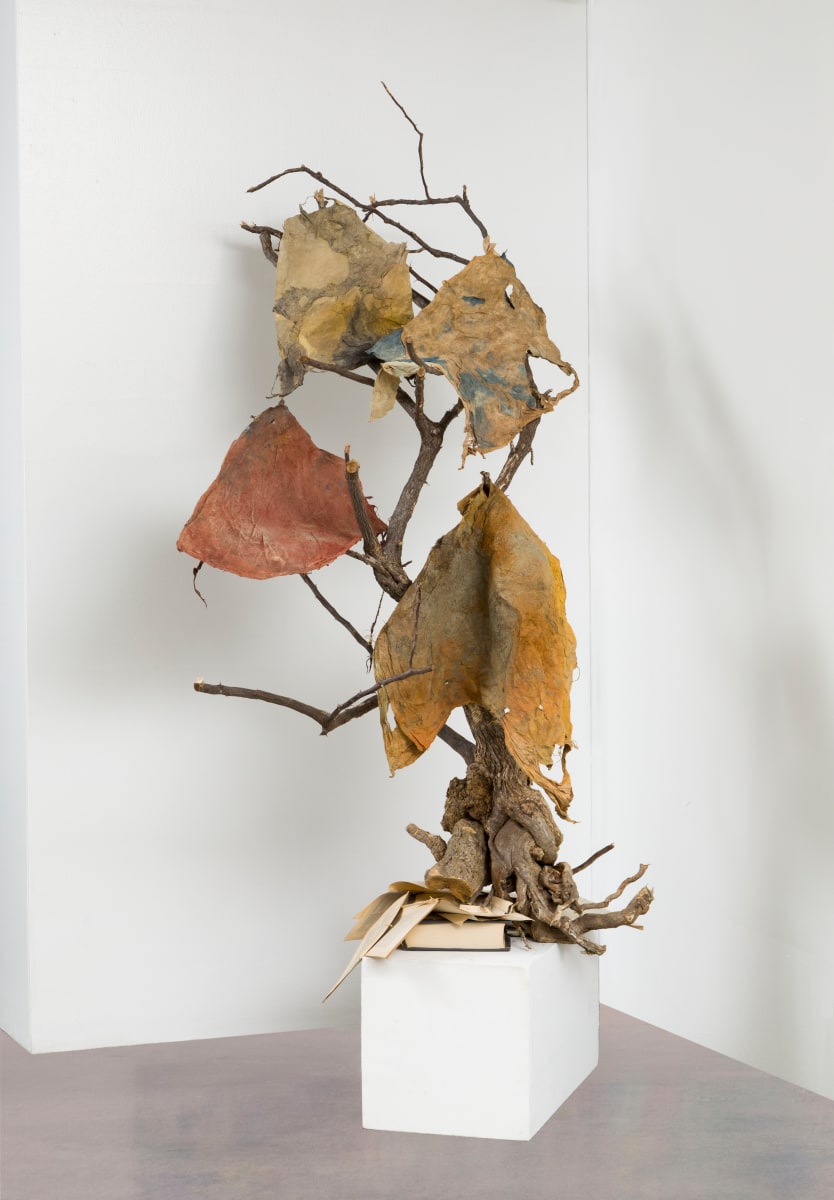 Rooted in Transcendence 