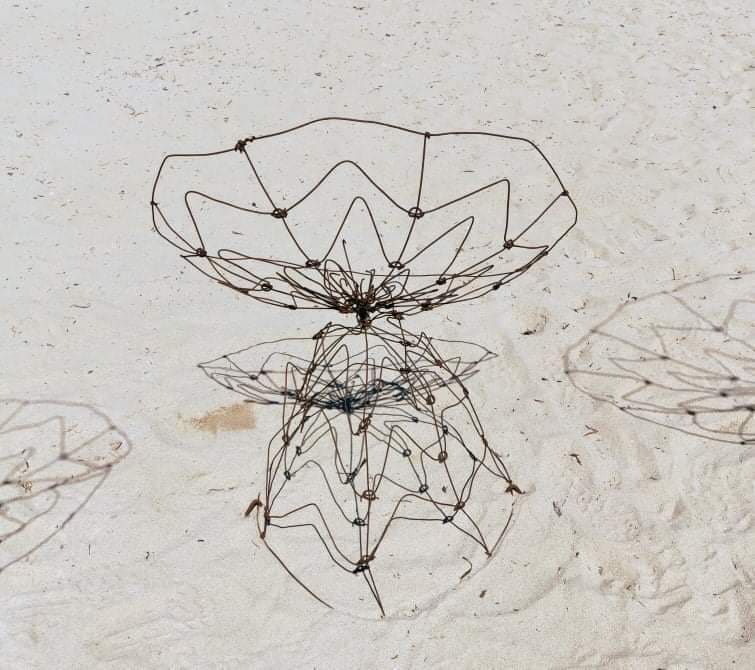 A Bumper Wildflower Season This Year - 3 by Tania Spencer 