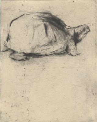 Turtle by Lee Newman 
