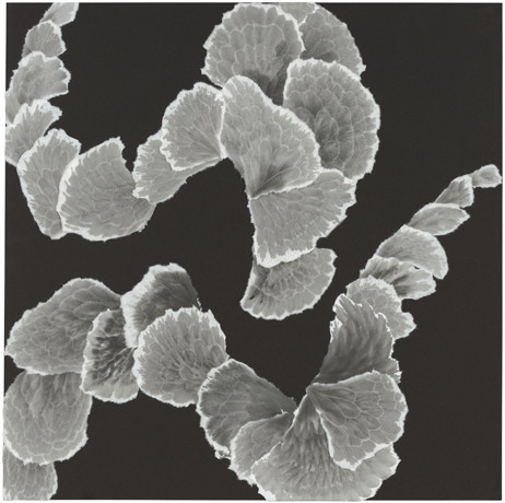 Furling IX (D) by Allison Svoboda 