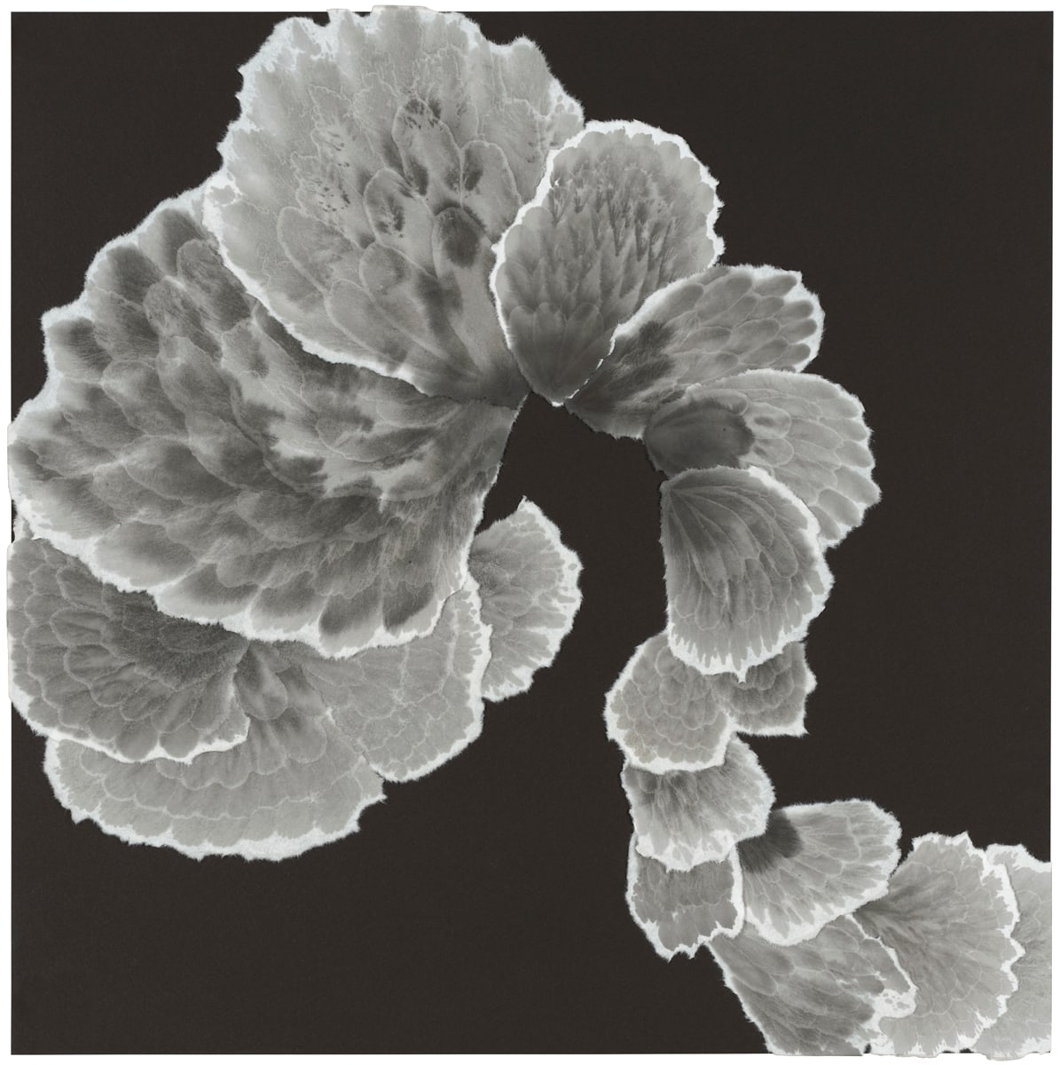 Furling III (F) by Allison Svoboda 