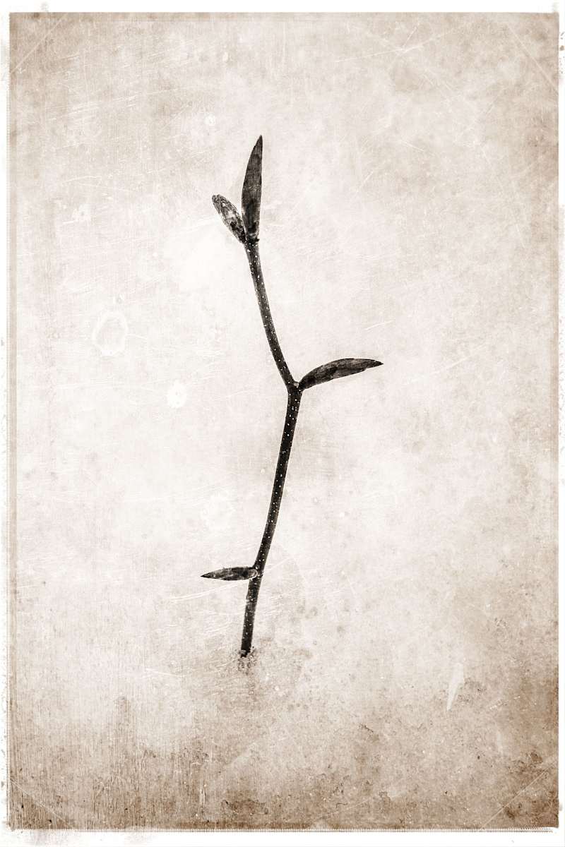 Sapling by Porter Gifford 